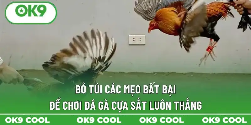 Bỏ túi các mẹo bất bại để chơi đá gà cựa sắt luôn thắng Bỏ túi các mẹo bất bại để chơi đá gà cựa sắt luôn thắng